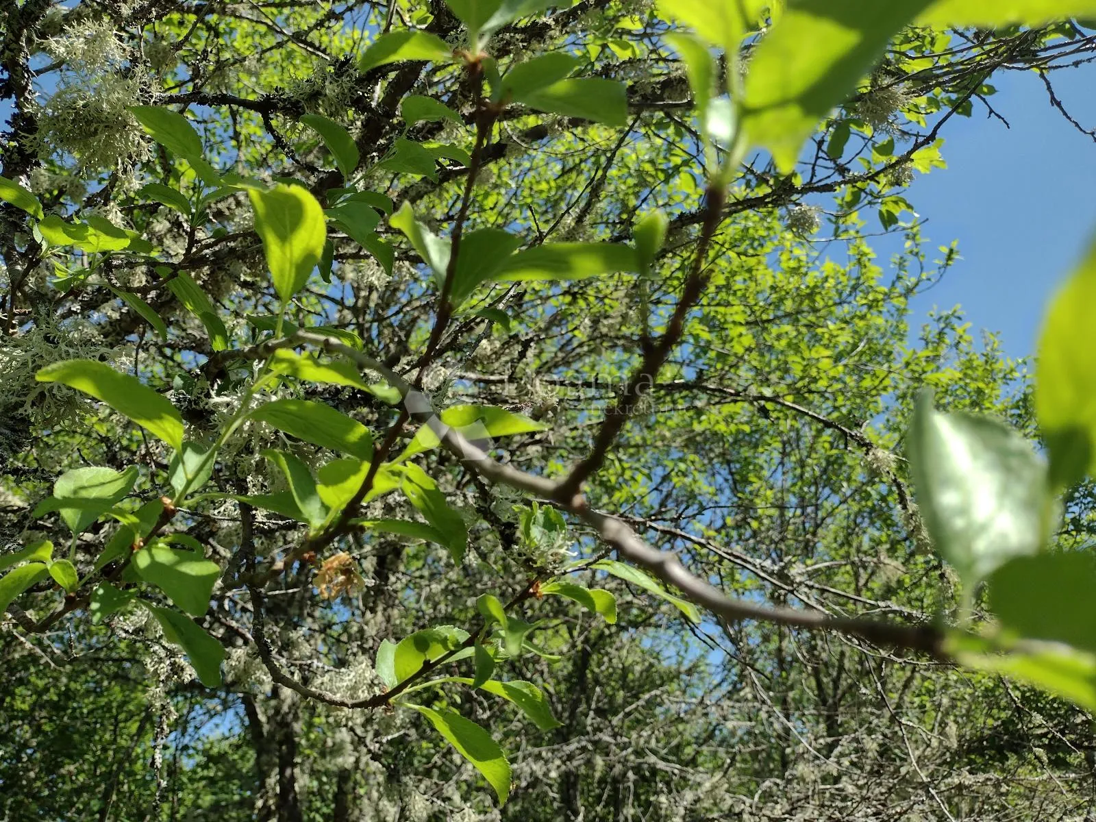 zemljište odlično, kuća loša, okolica daleko od bilo čega urbanog - slika 13