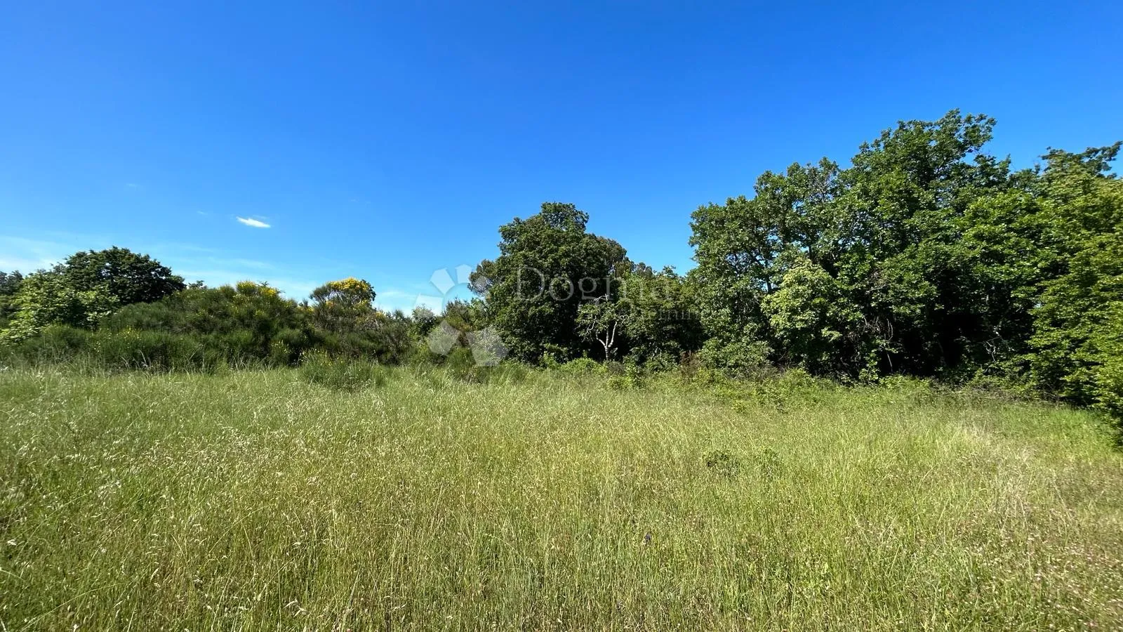 šuma u marčani: 17544 m² s pristupnim putem - slika 2