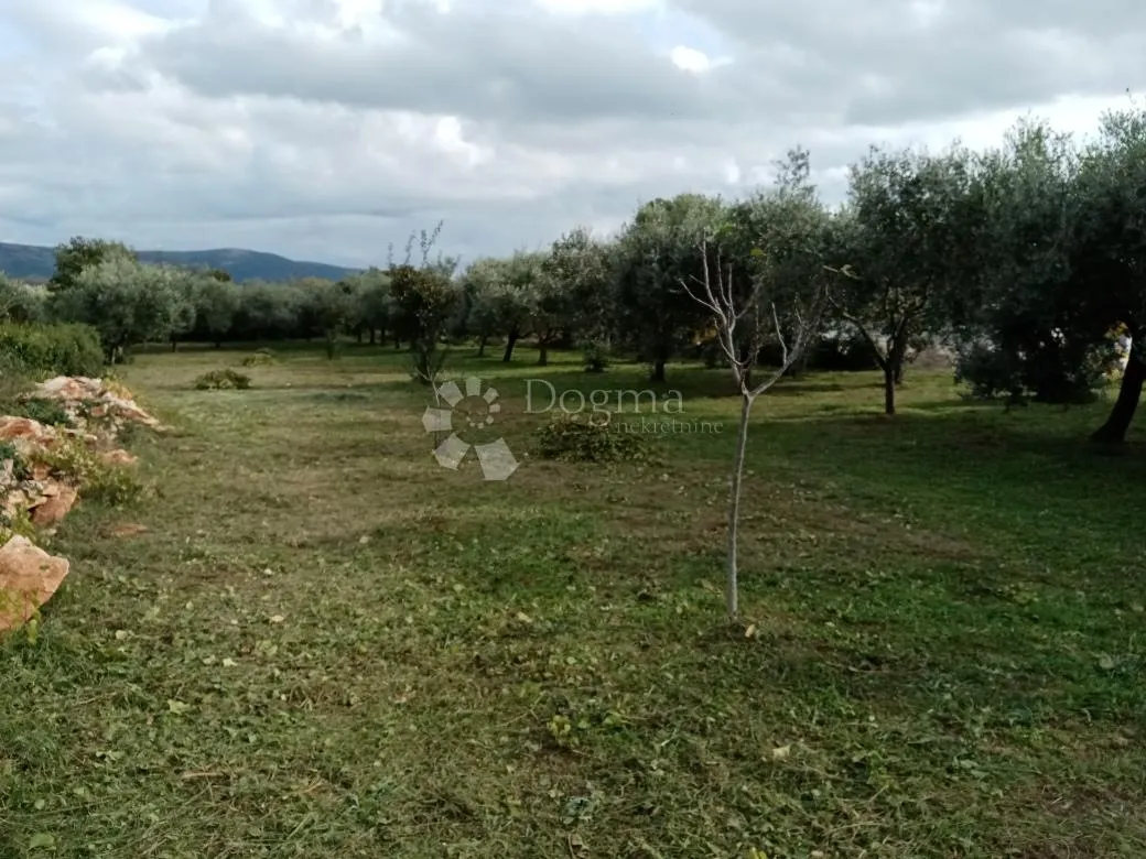 prostrano građevinsko zemljište s maslinama - slika 4