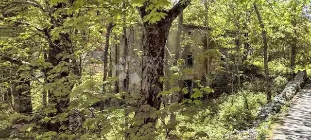 krmpote,ruševna starina - slika 3