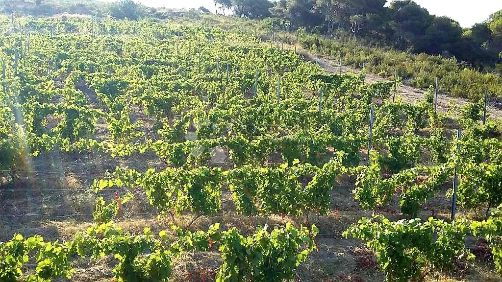 otok vis - izniman posjed s kamenom starinom za adaptaciju ! - slika 20