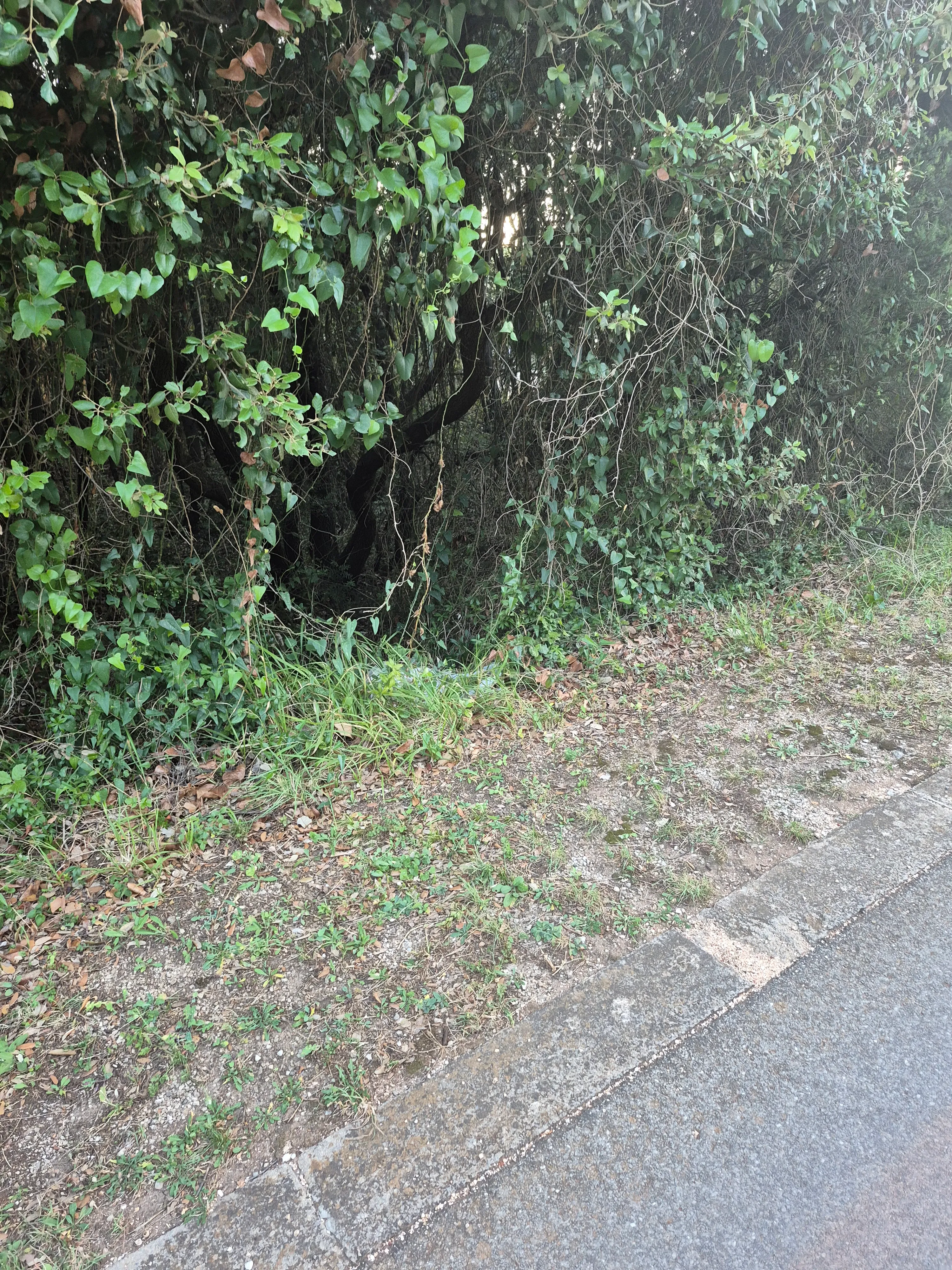 šumsko zemljište - duga uvala, 700 m od mora - slika 11