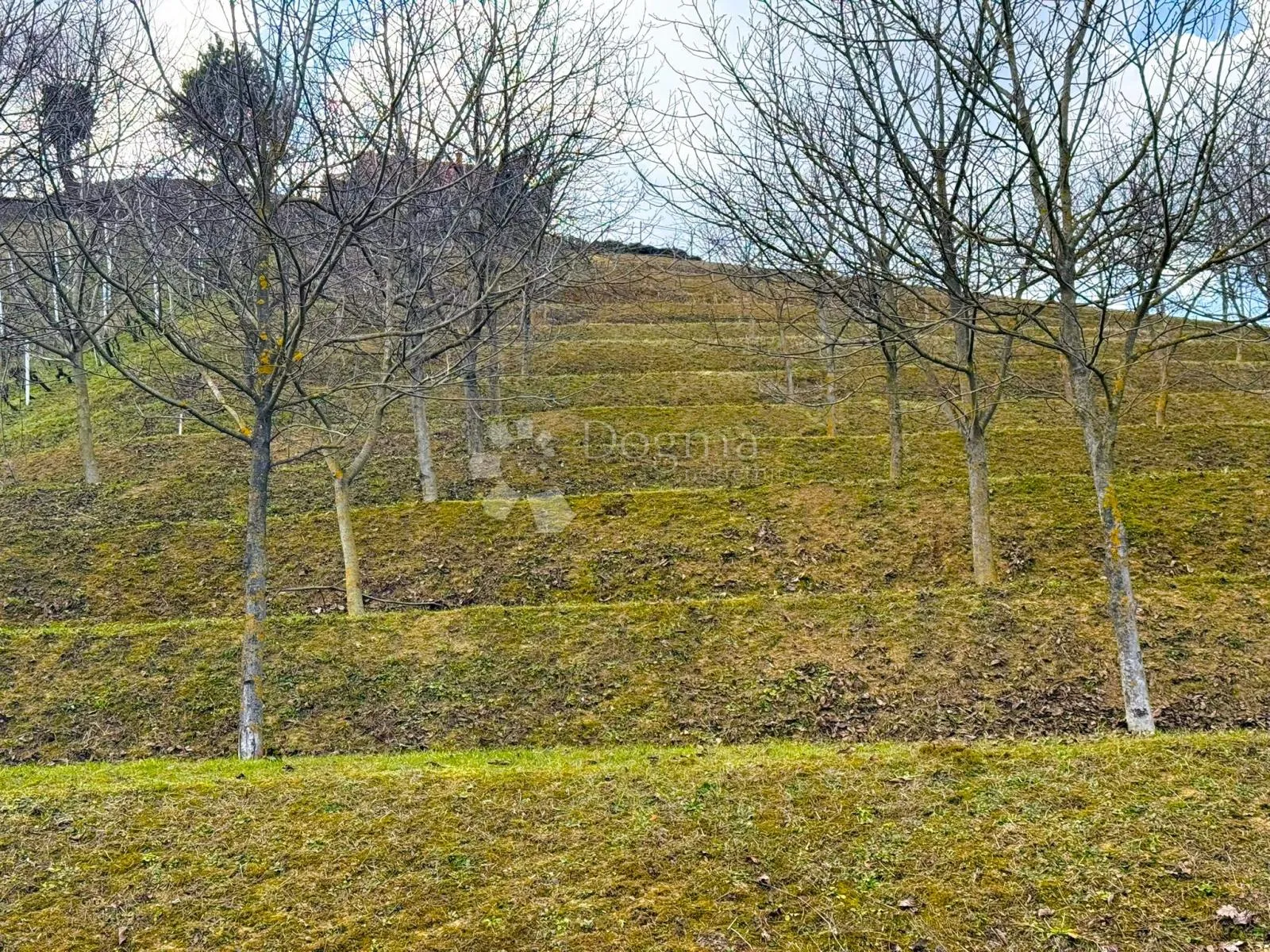 6495 m² prirodne ljepote - 16 terasa, 117 oraha i dva prilaza - slika 5