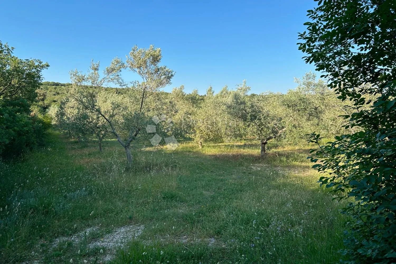 rovinj – perfektan maslinik 5 km od rovinja - slika 4
