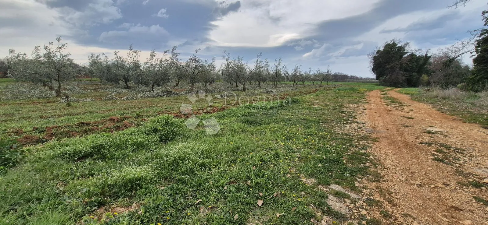 zemljište sa 60 maslina površine 10200 m2 - slika 6