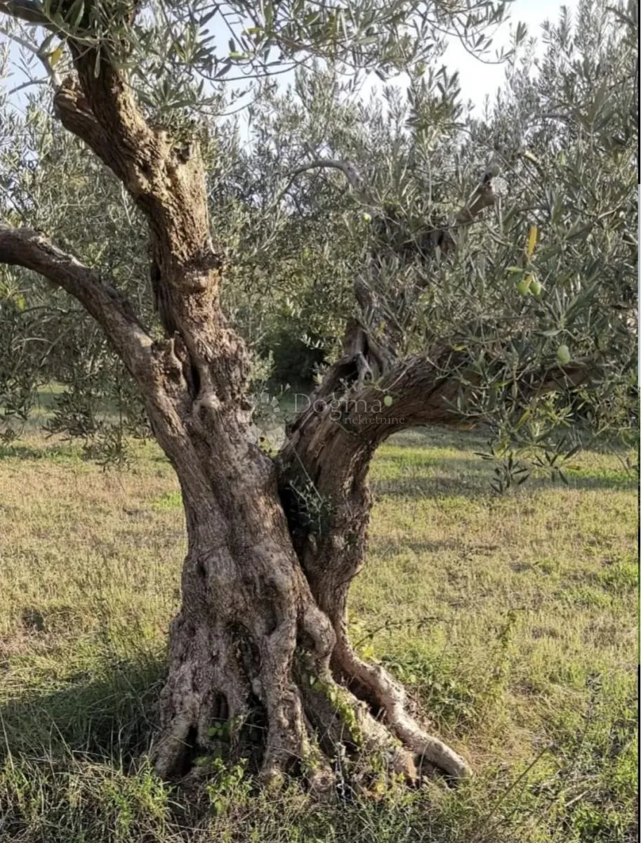 maslenik kod rovinjskog sela - slika 3