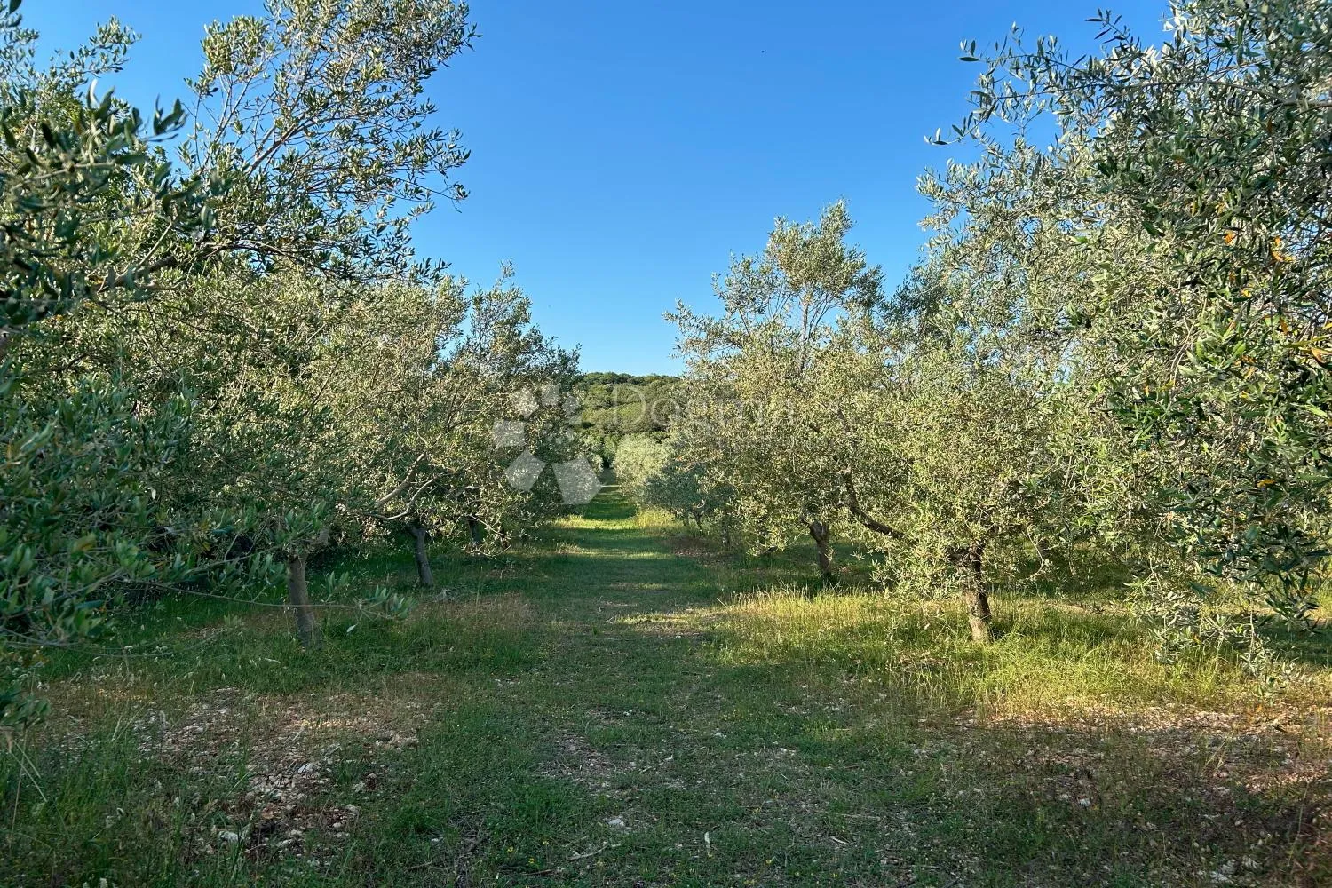 rovinj – perfektan maslinik 5 km od rovinja - slika 6