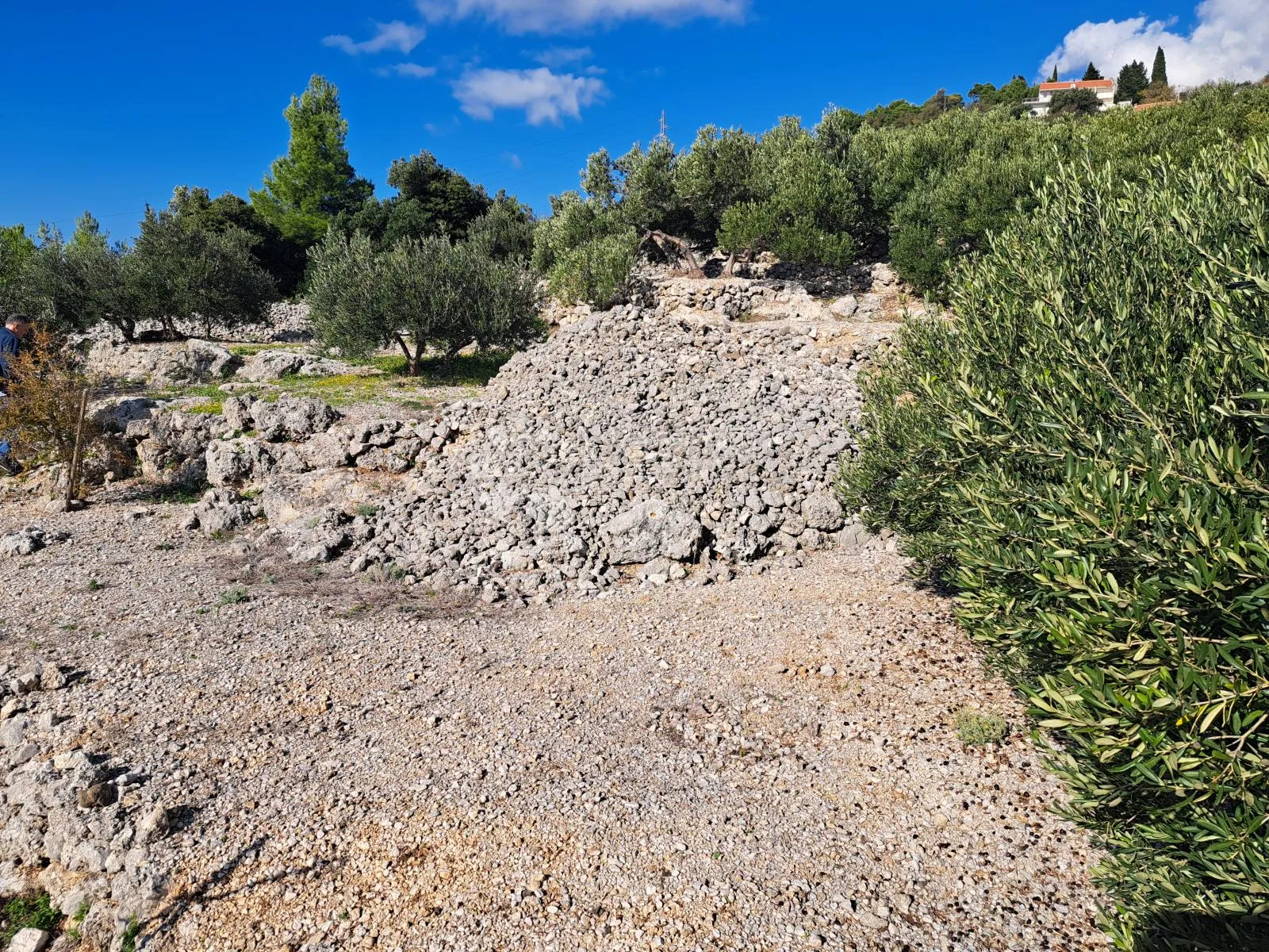 uređeni maslinik s predivnim pogledom – 896 m², podgora - slika 8