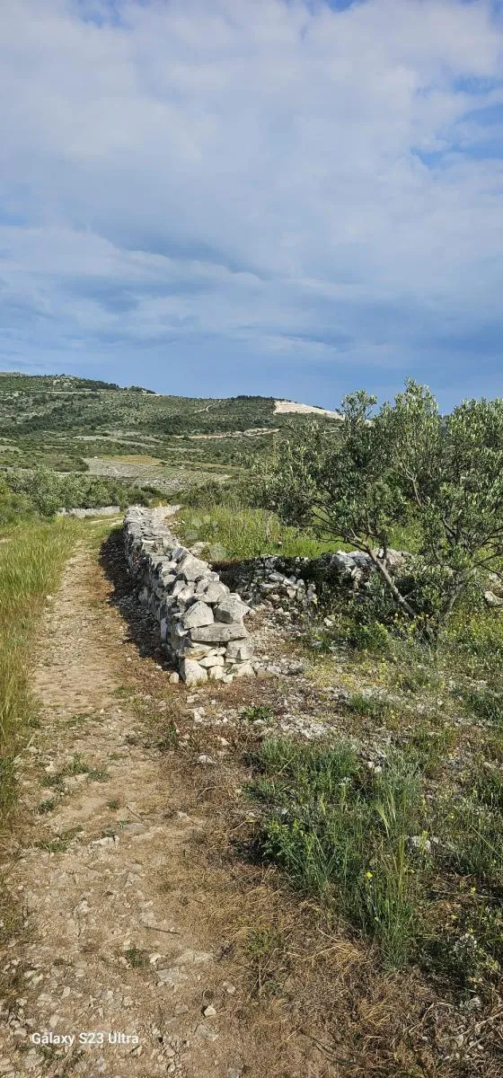 primošten, maslinik s pogledom na more - slika 3