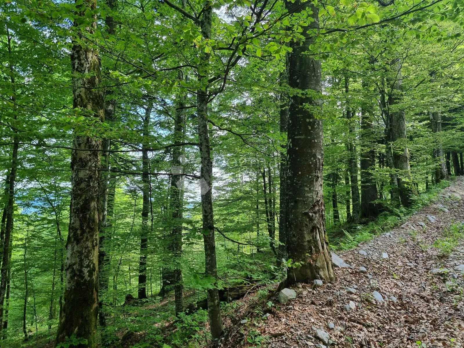 predivna šuma - slika 8