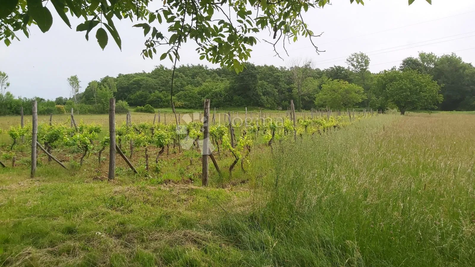 poljoprivredno zemljište i vinograd - slika 2