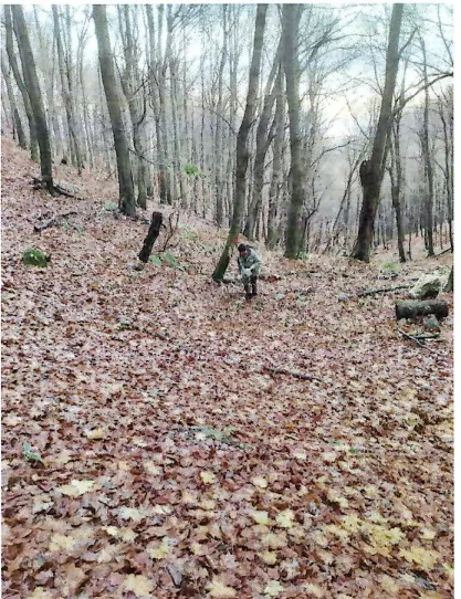šuma u kaniži - slika 1