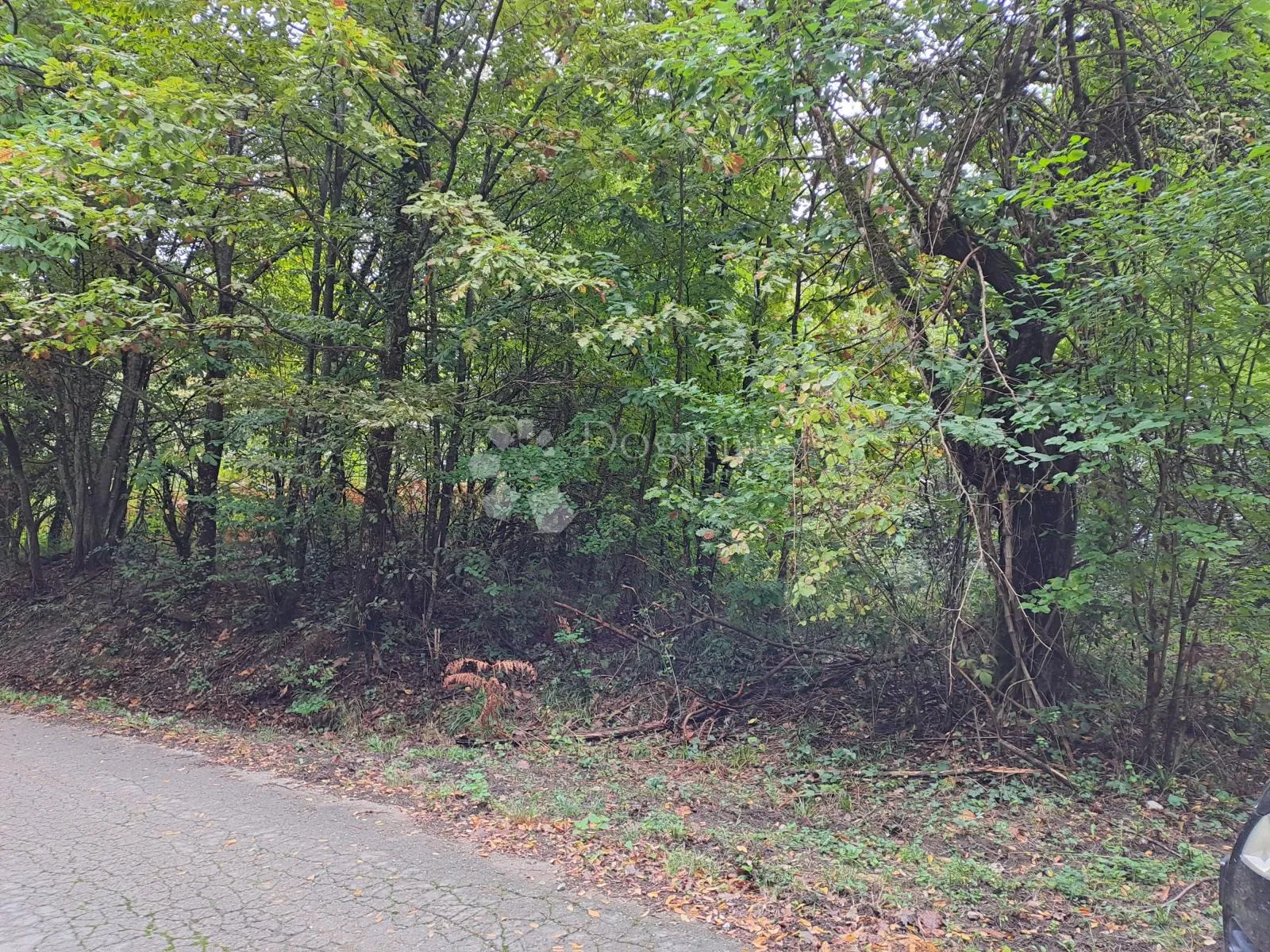 kestenova šuma, dvorište, kućica - slika 7