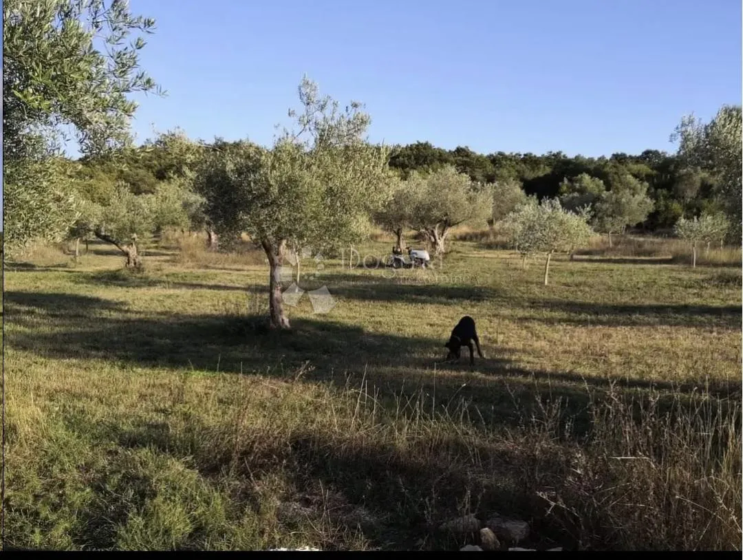 maslenik kod rovinjskog sela - slika 2