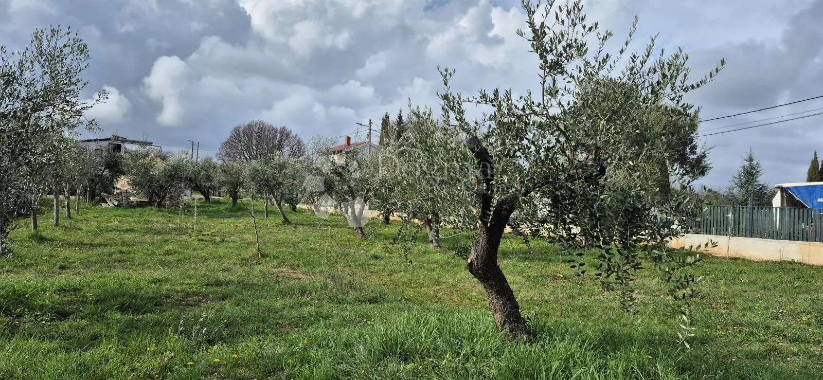 maslinik sa kamenim kažunom površine 15 m2, 1,5 km od mora - slika 11