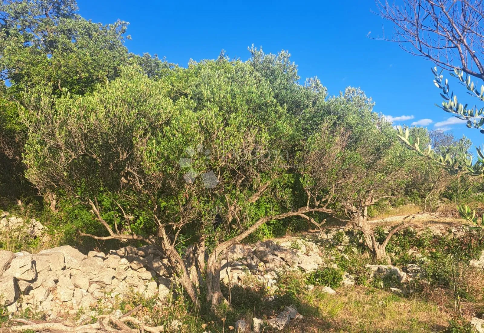 vaš kutak mediterana – maslinik s pogledom na more - slika 5