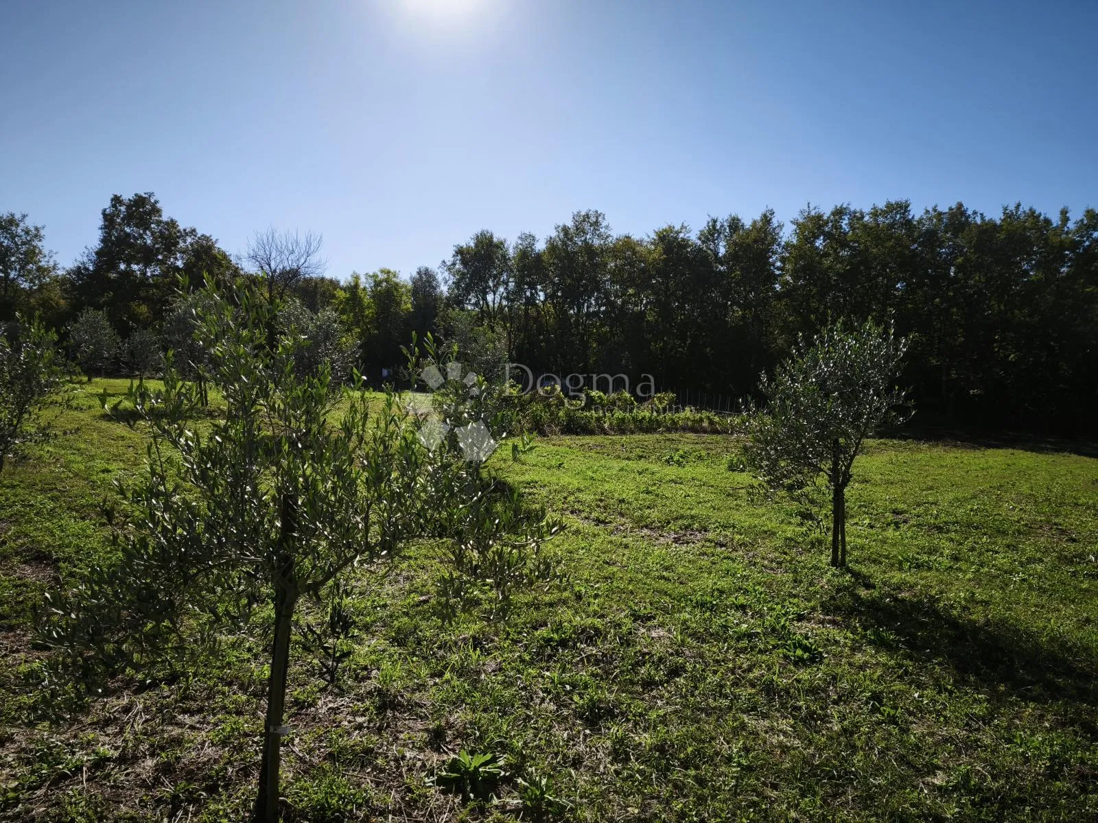 brtonigla, atraktivno poljoprivredno zemljište - slika 2