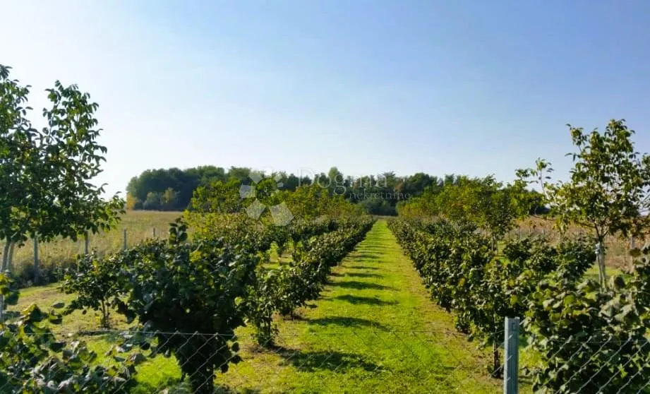 poljoprivredno zemljište s nasadom lješnjaka i oraha - 3018 m² - slika 5