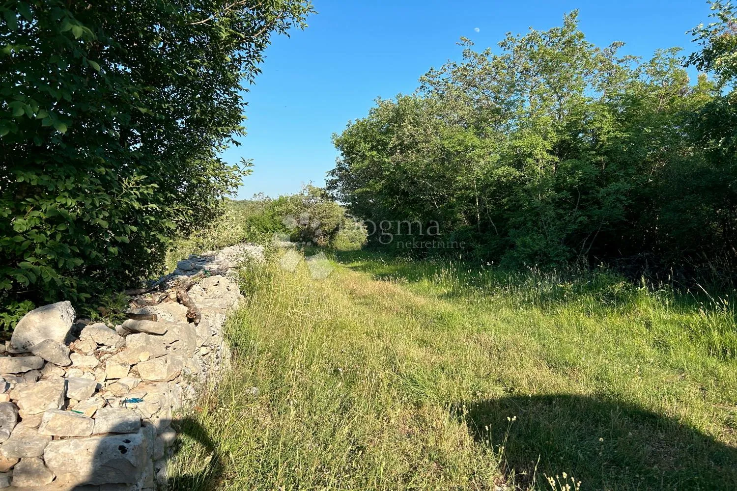 rovinj – perfektan maslinik 5 km od rovinja - slika 3