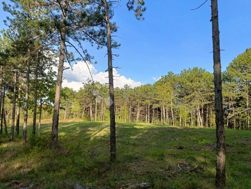 građevinsko zemljište (2000m2) s bogatom šumom (36789 m2) - slika 8