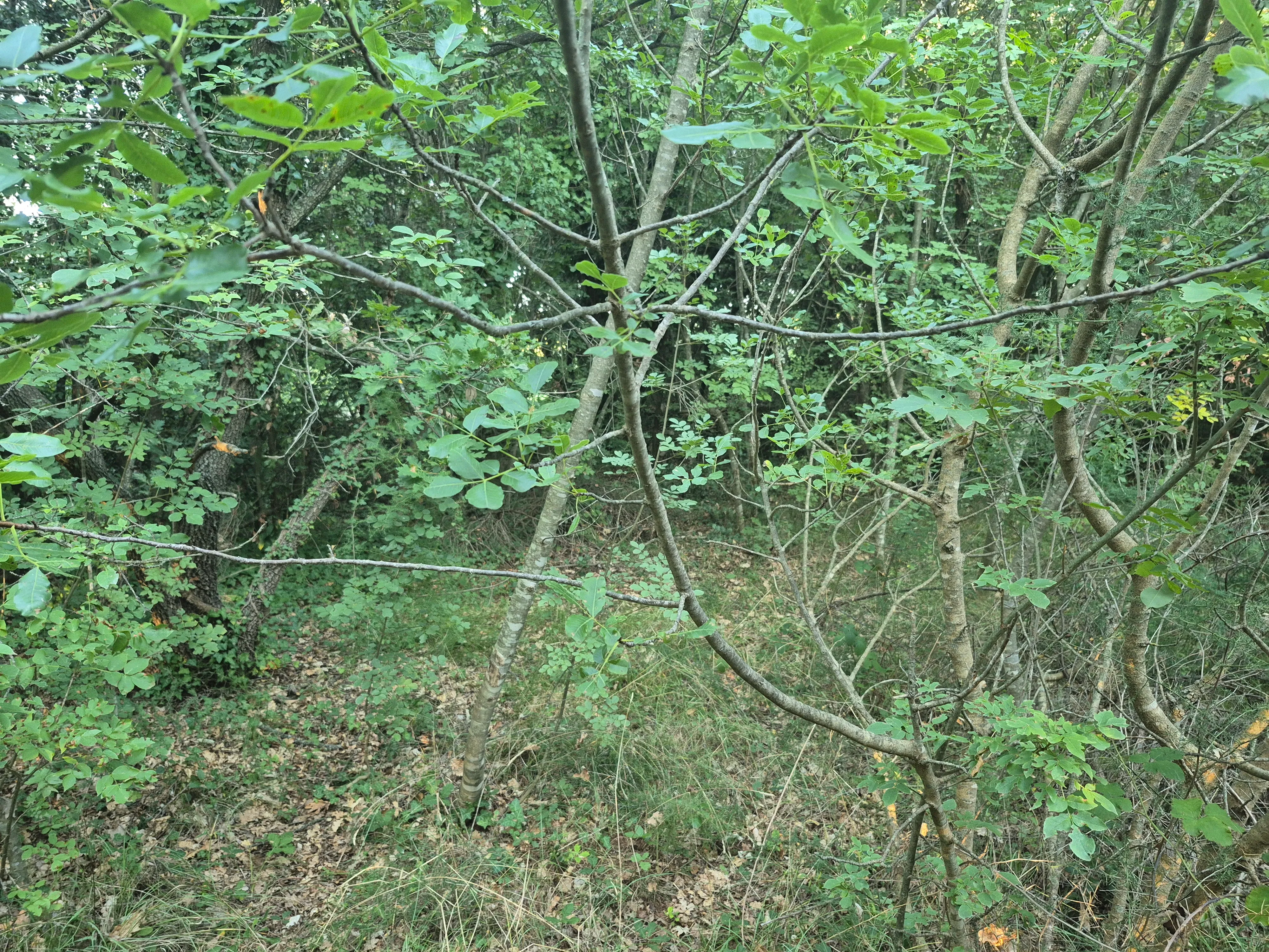 poljoprivredno zemljište - pašnjak - 1942 m2 - slika 3