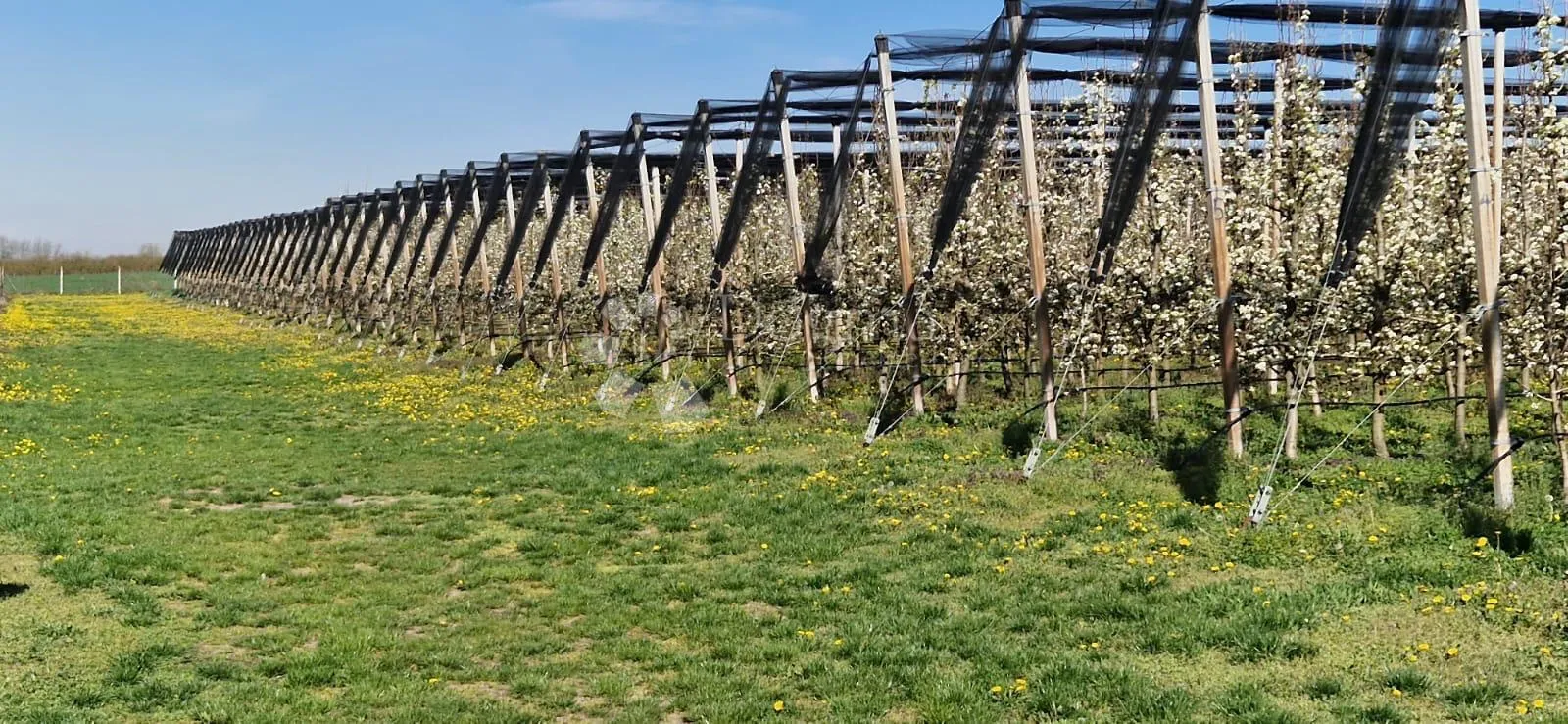 voćnjak beli manastir 7,3 ha u komadu šljiva, kruška - slika 5
