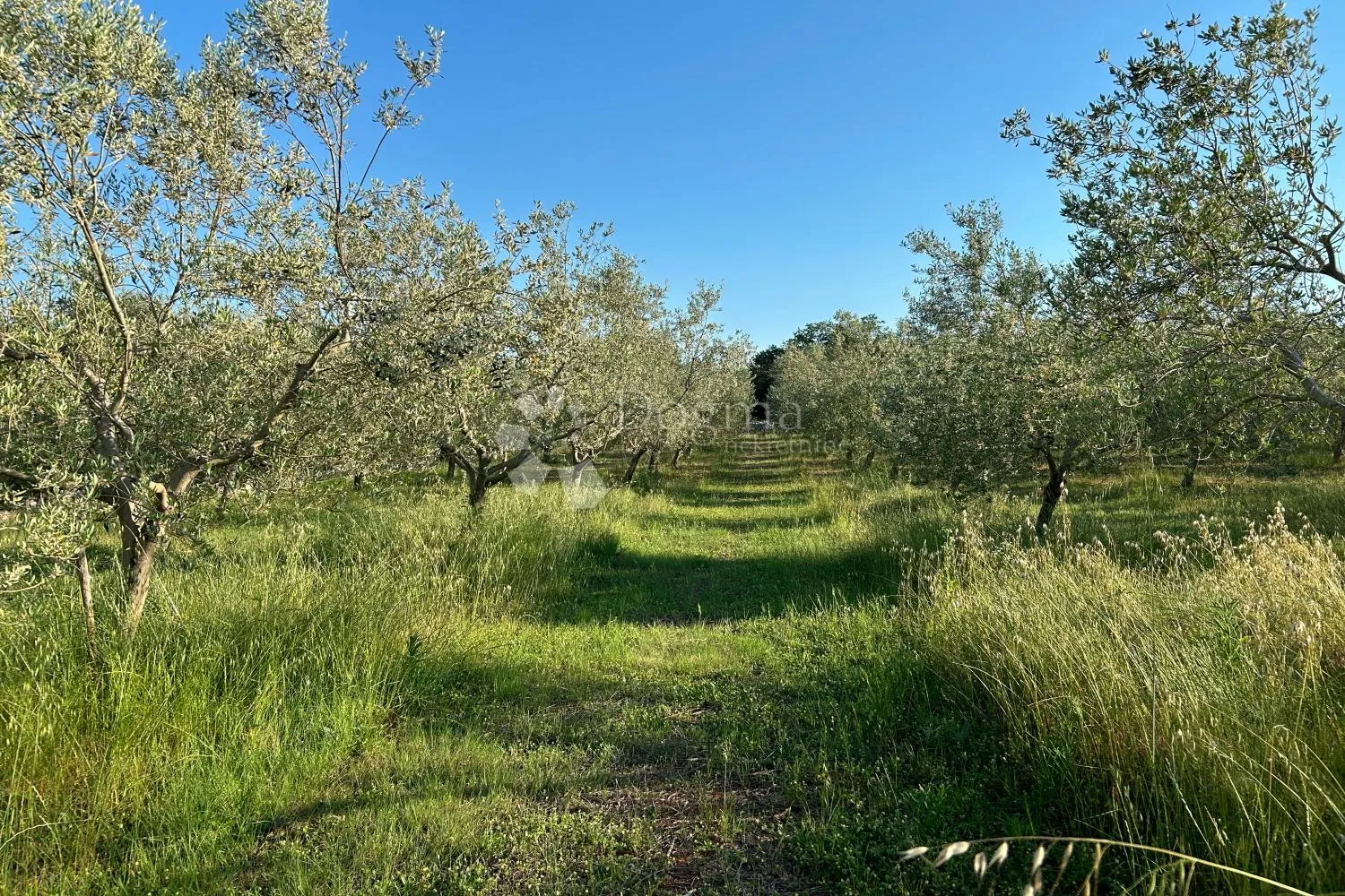 rovinj – perfektan maslinik 5 km od rovinja - slika 15