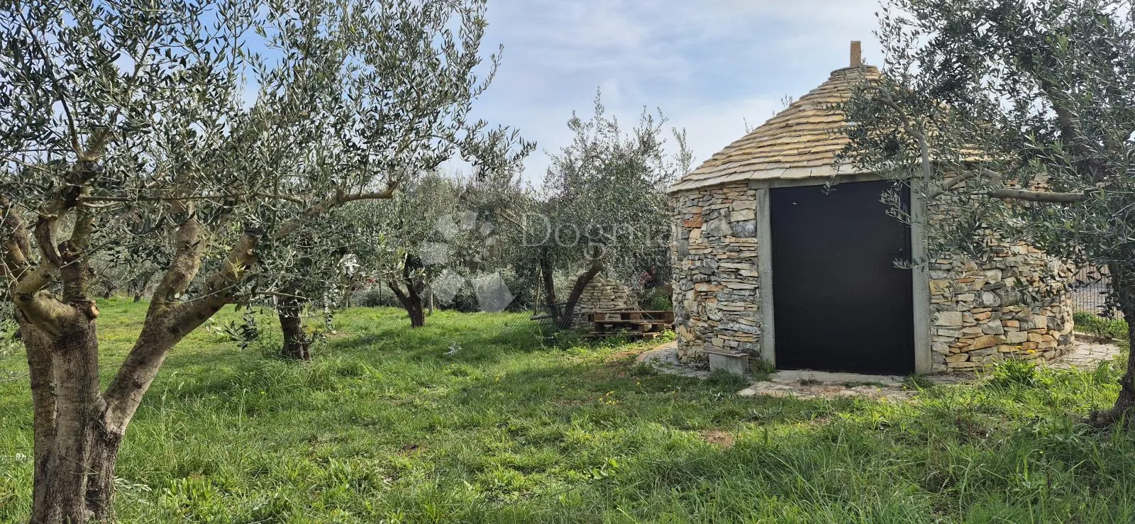 maslinik sa kamenim kažunom površine 15 m2, 1,5 km od mora - slika 4