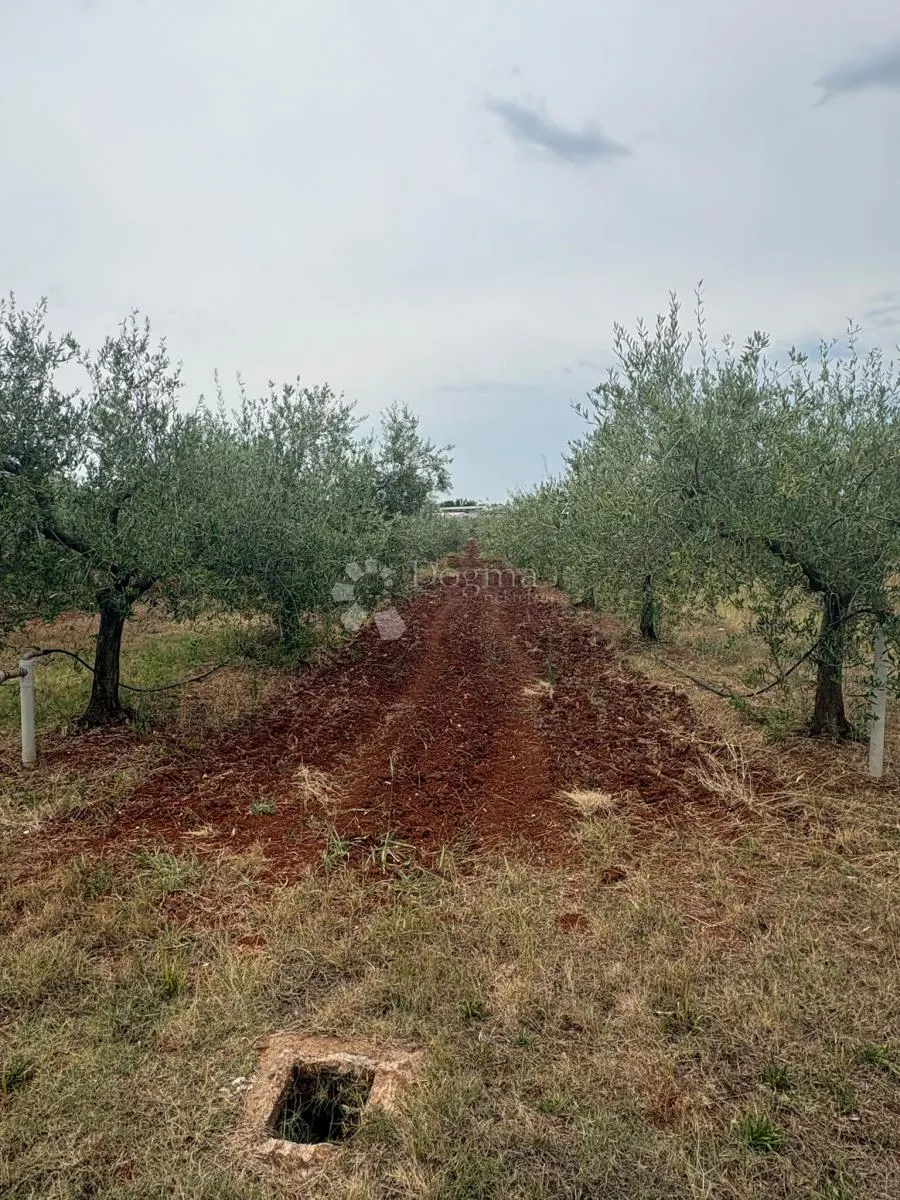 prekrasno poljoprivredno zemljište u kašteliru (2133 m²) – masline i priključak vode! - slika 2