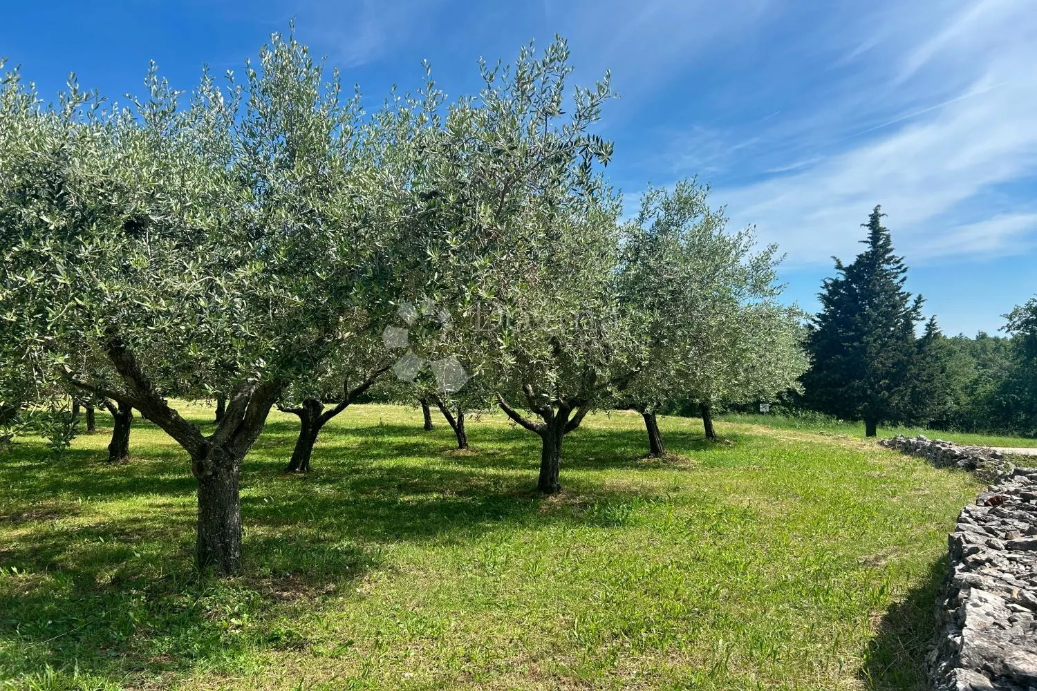 sveti lovreč – građevinska parcela s nasadom maslina - slika 2