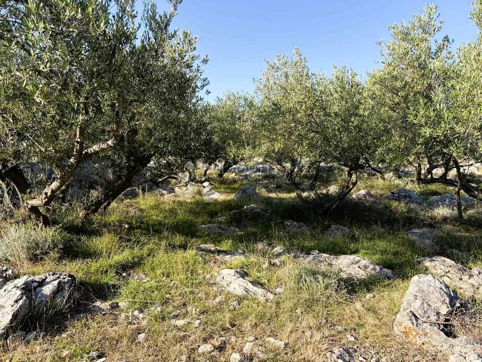 Krk, Maslinik Sa 70 Maslina - Kornić, Krk