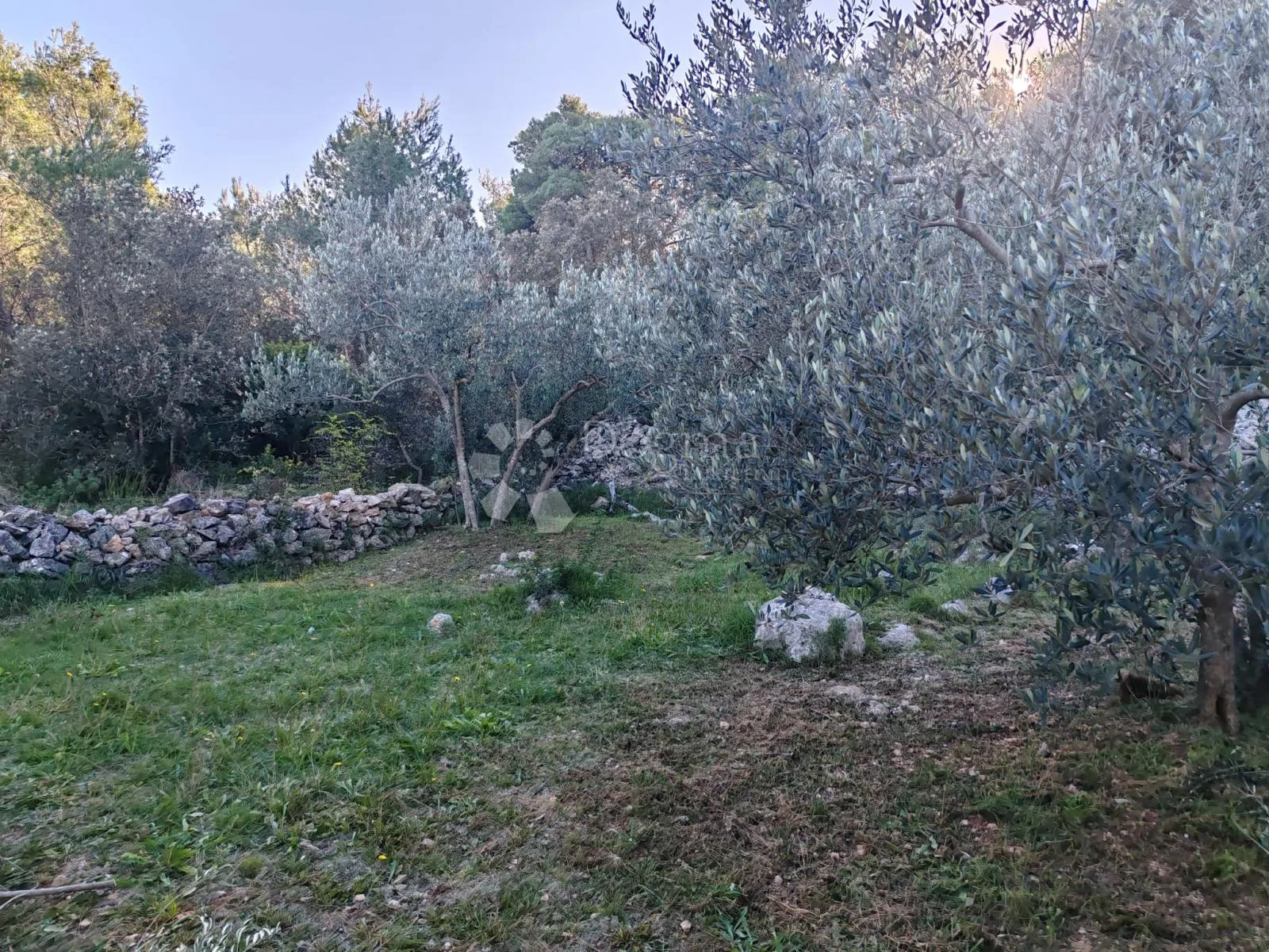 zablaće - šibenik - maslinik - slika 4