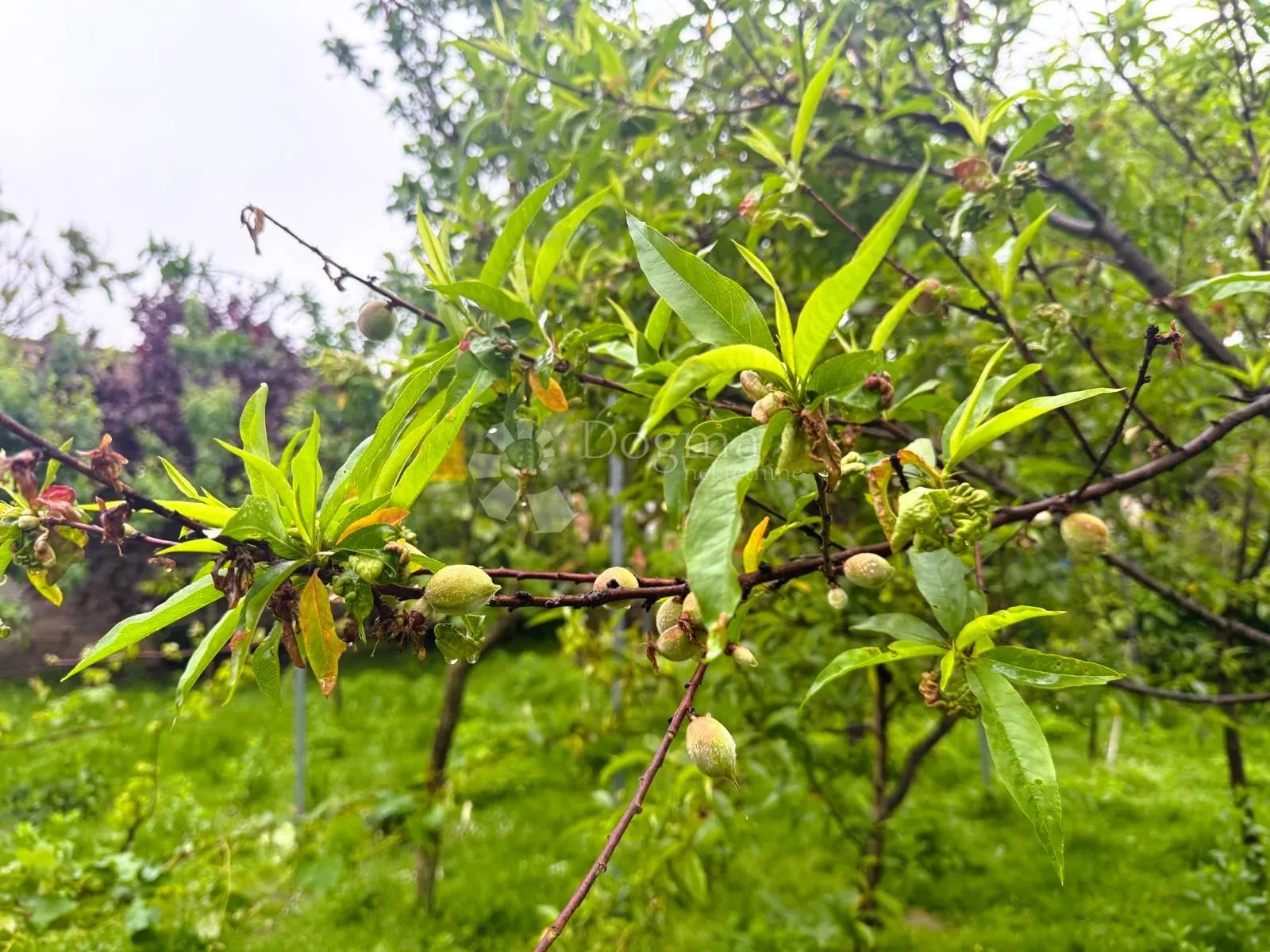 prodaje se kuća za rušenje - goričan - slika 9