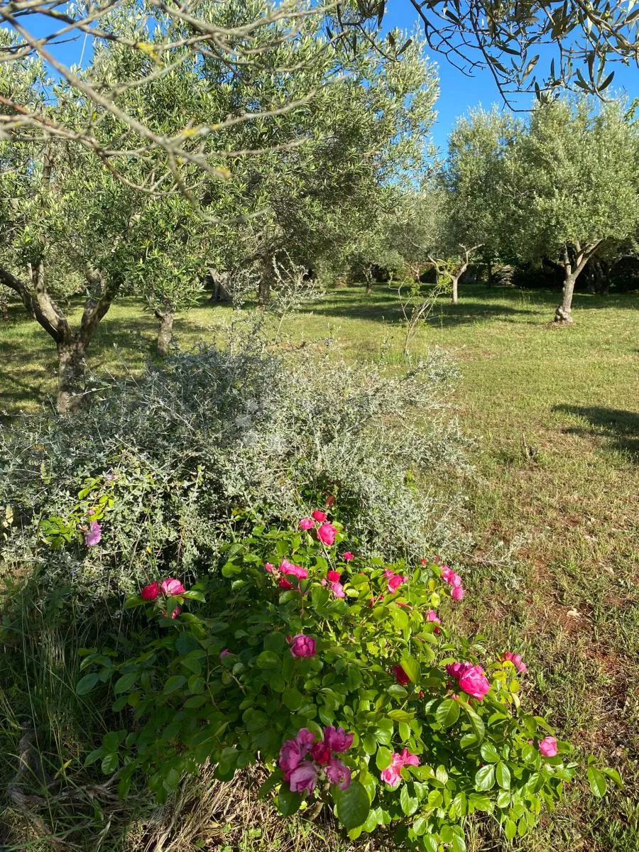 Vaš privatni dašak Mediterana nadomak centra Peroja i plaže - Peroj, Vodnjan