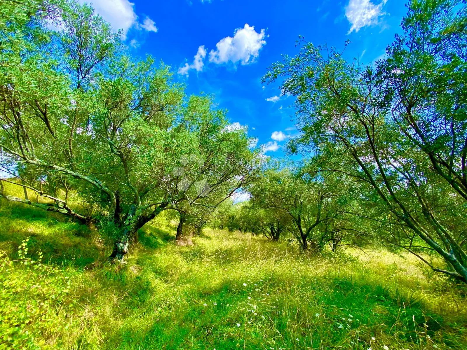 građevinsko zemljište centralna istra - slika 2