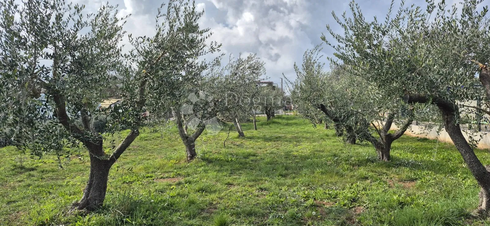 maslinik sa kamenim kažunom površine 15 m2, 1,5 km od mora - slika 16