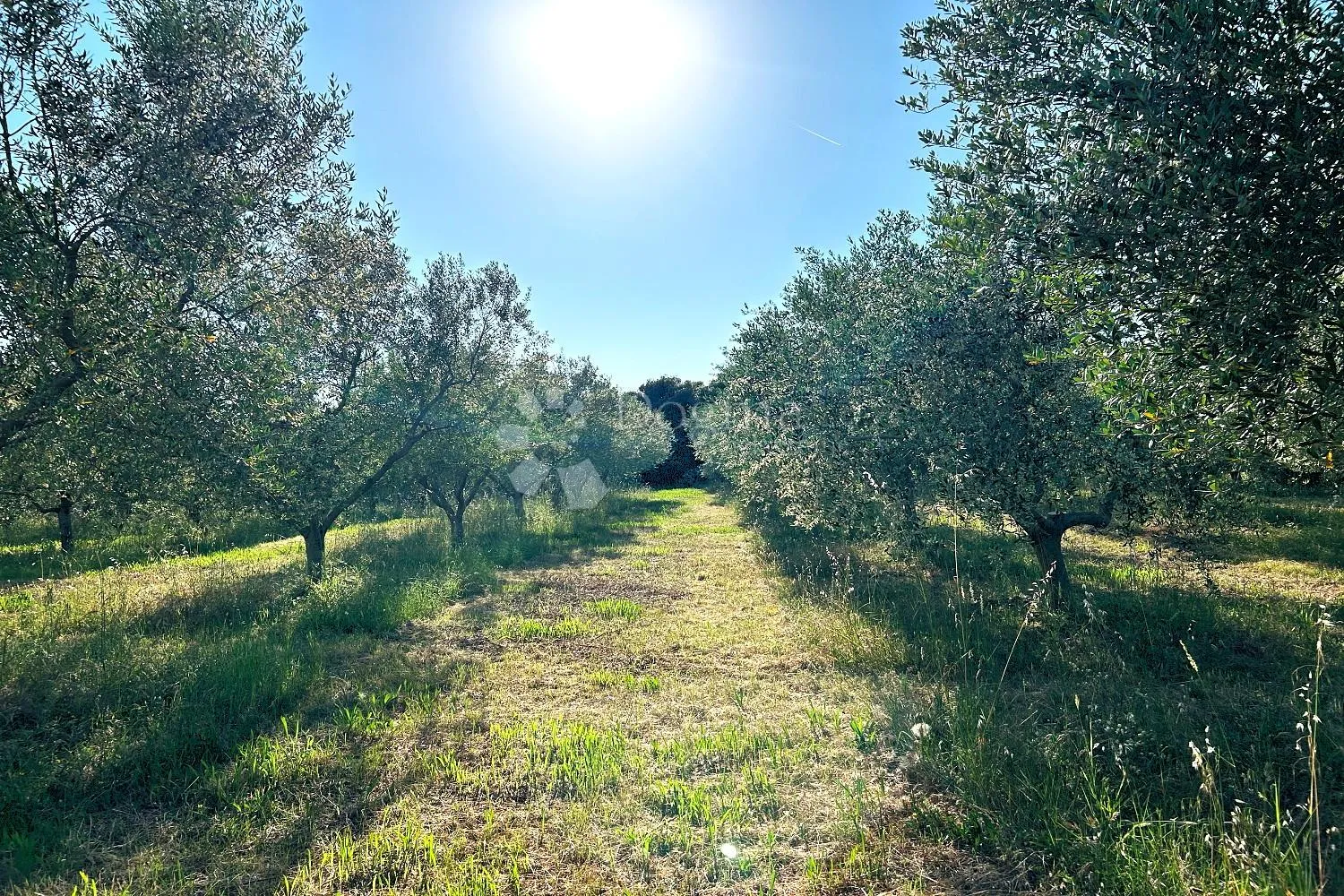 rovinj – rjetkost, odličan maslinik 300 m od mora - slika 14