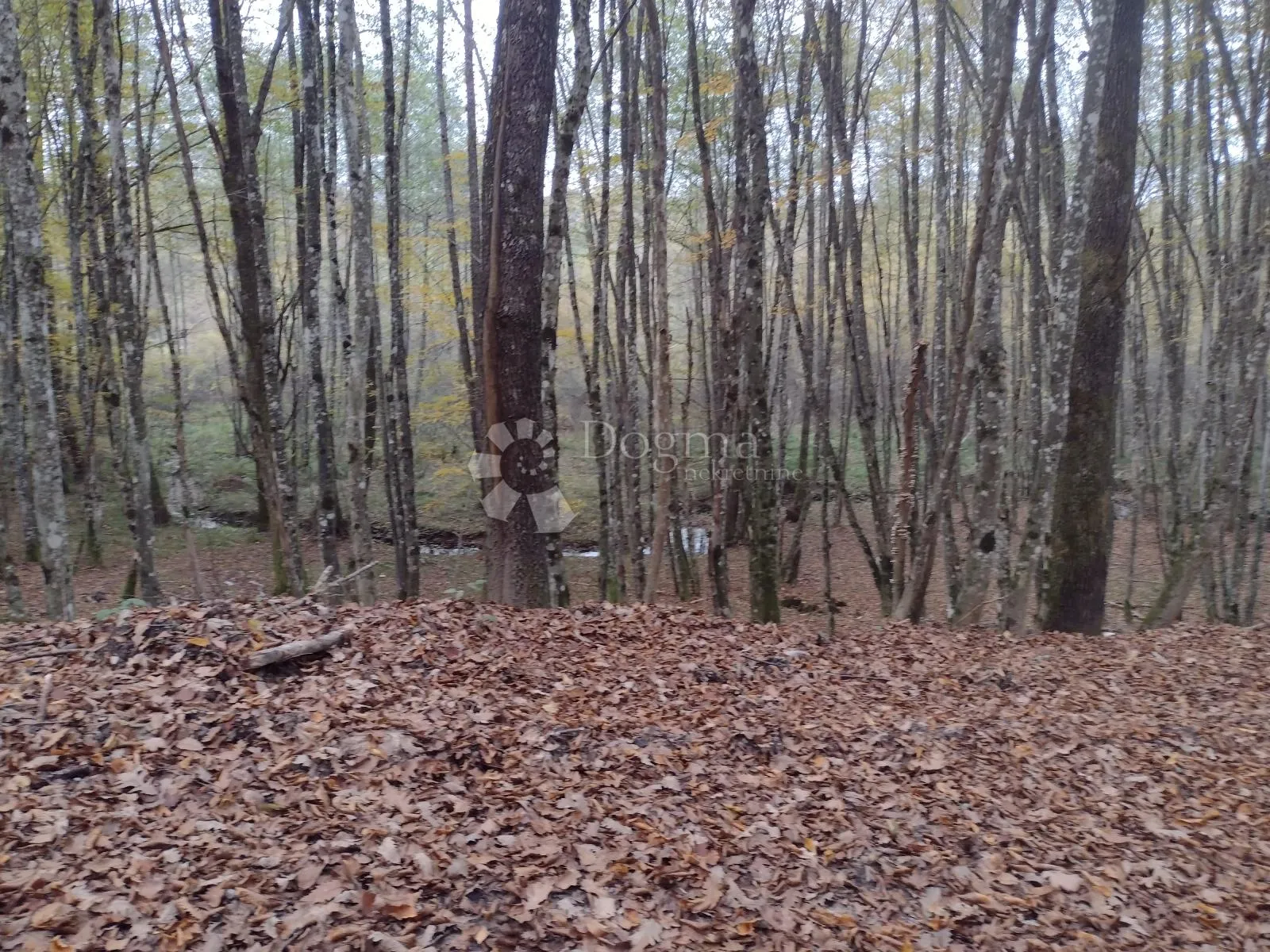 16 ha netaknute prirode - slika 12