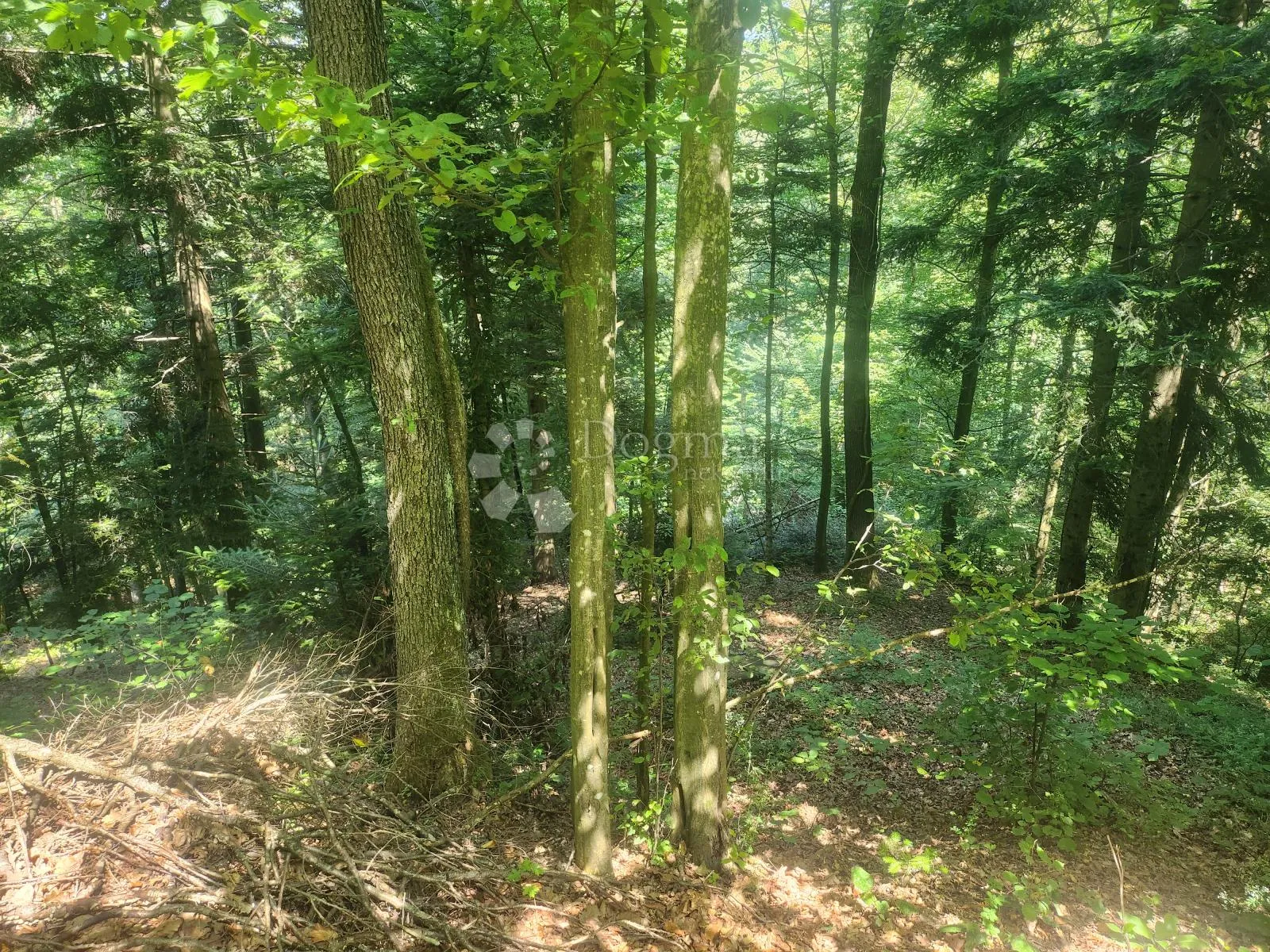 36.192m² zemljišta, šuma i oranice po atraktivnoj cijeni! - slika 4