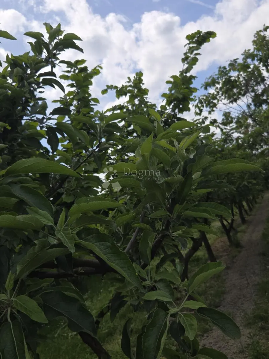 održavan voćnjak s bunarom – 6.494 m² - slika 7