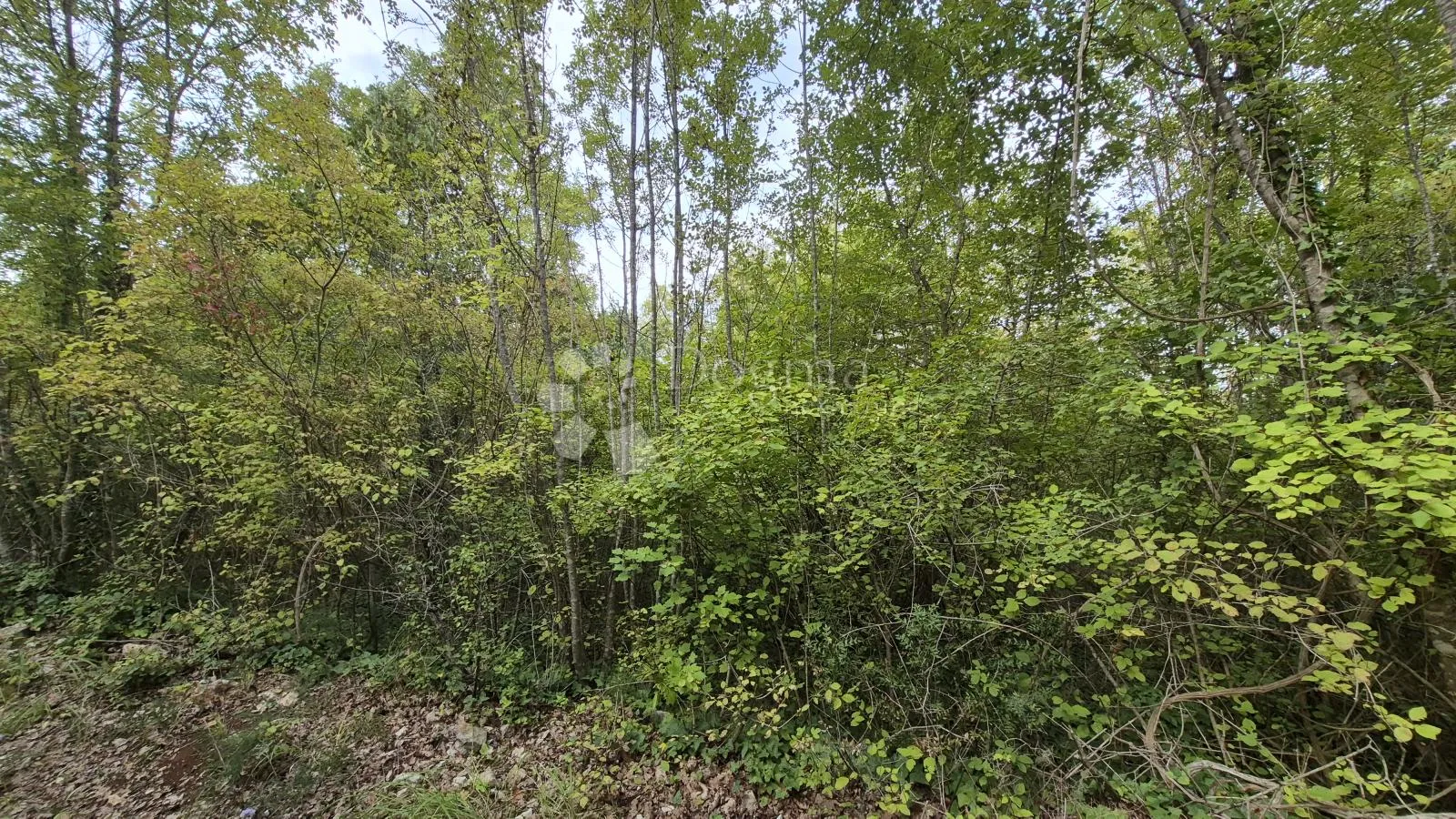 poljoprivredno zemljište 11.980 m2, 600 m od mora - slika 3