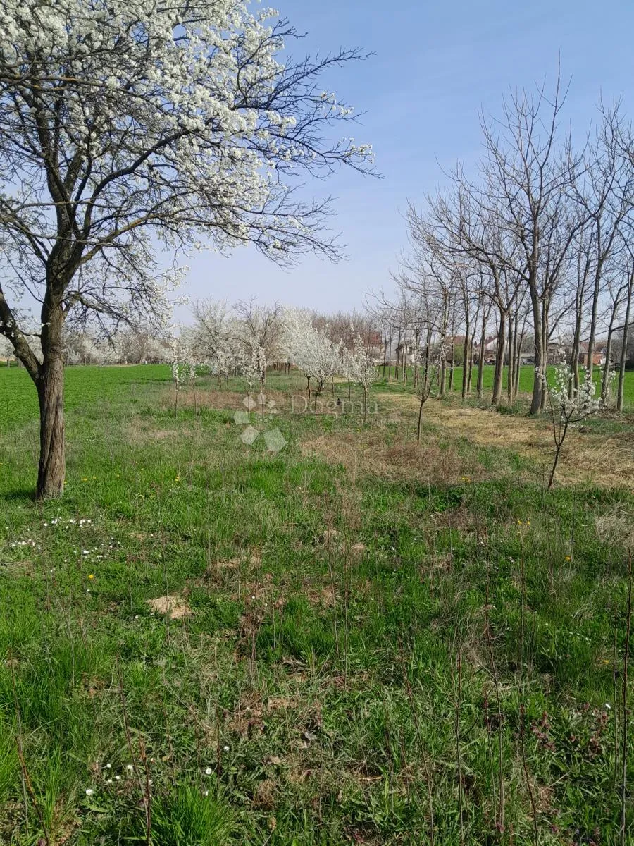 slavonski voćnjak s velikim potencijalom - slika 3