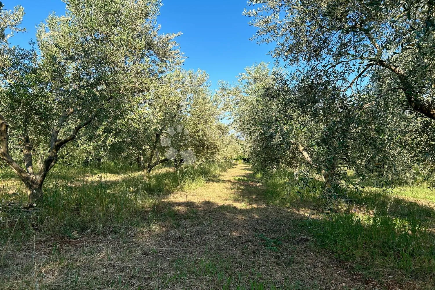 rovinj – rjetkost, odličan maslinik 300 m od mora - slika 5