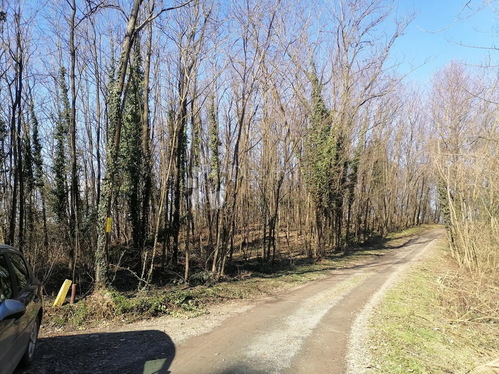 šuma paka u gradišću - slika 2