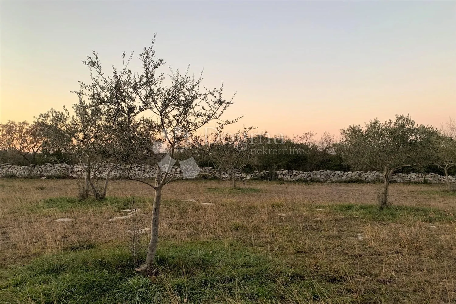 bale – maslinik i šuma 3 km od mora - slika 5