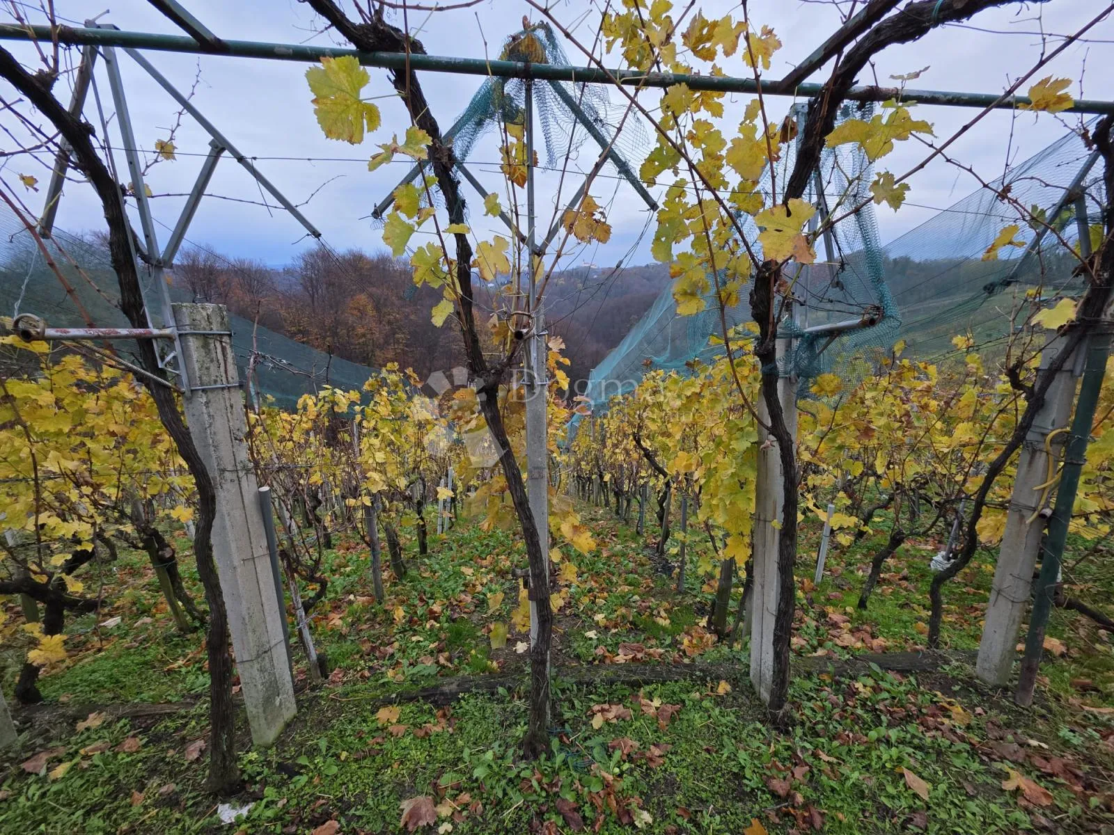 vikend kuća s vinogradom i velikom terasom – mirna i prirodna lokacija - slika 17