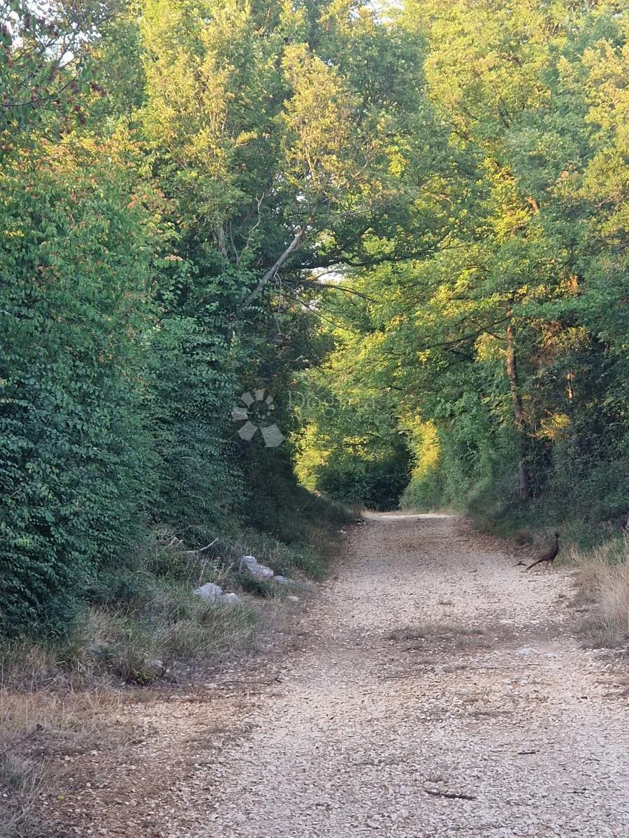 glavica (sv. petar na moru) - poljoprivredno zemljište 3202m2 - slika 3