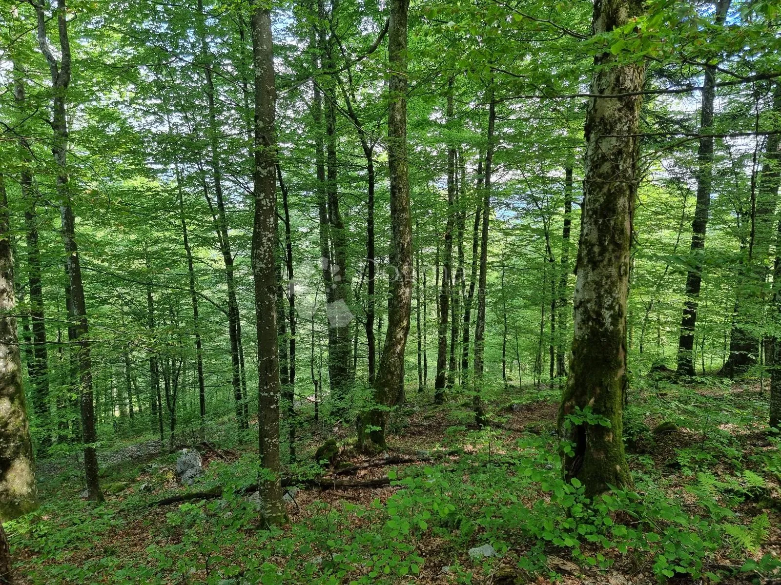 predivna šuma - slika 6