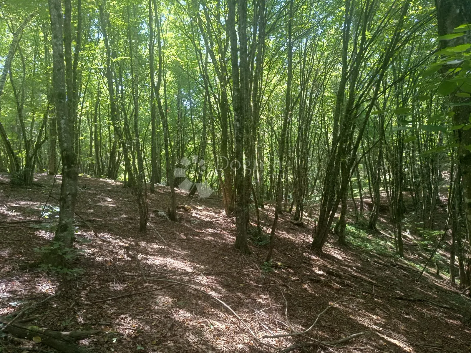 građevinsko zemljište sa puno okolnih parcela - slika 10