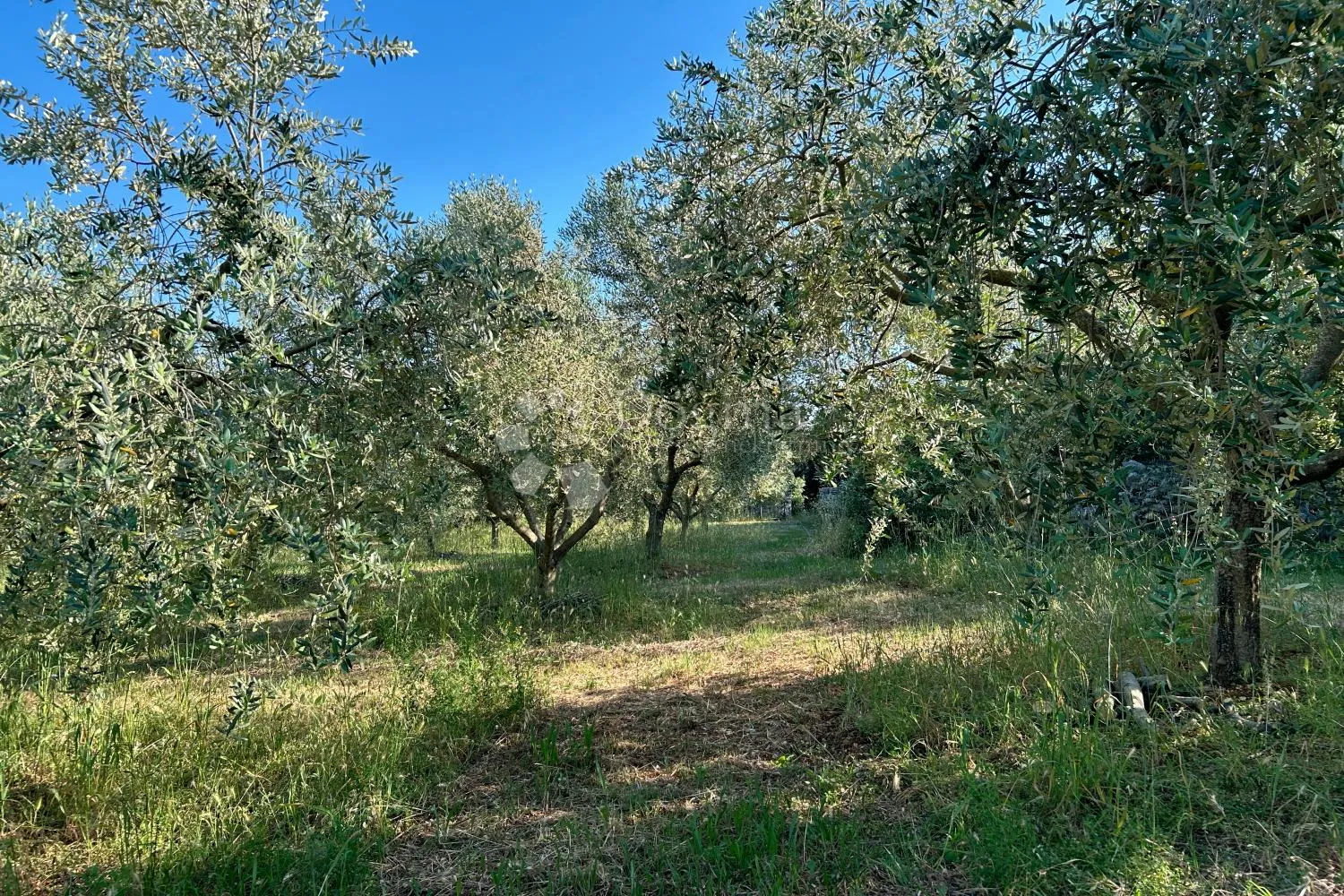 rovinj – rjetkost, odličan maslinik 300 m od mora - slika 9